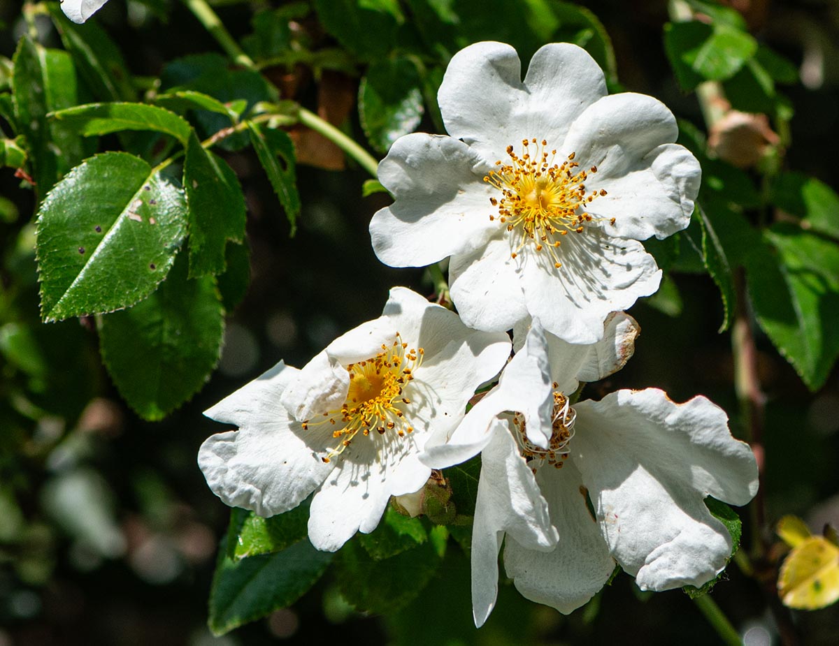 Bl&uuml;ten